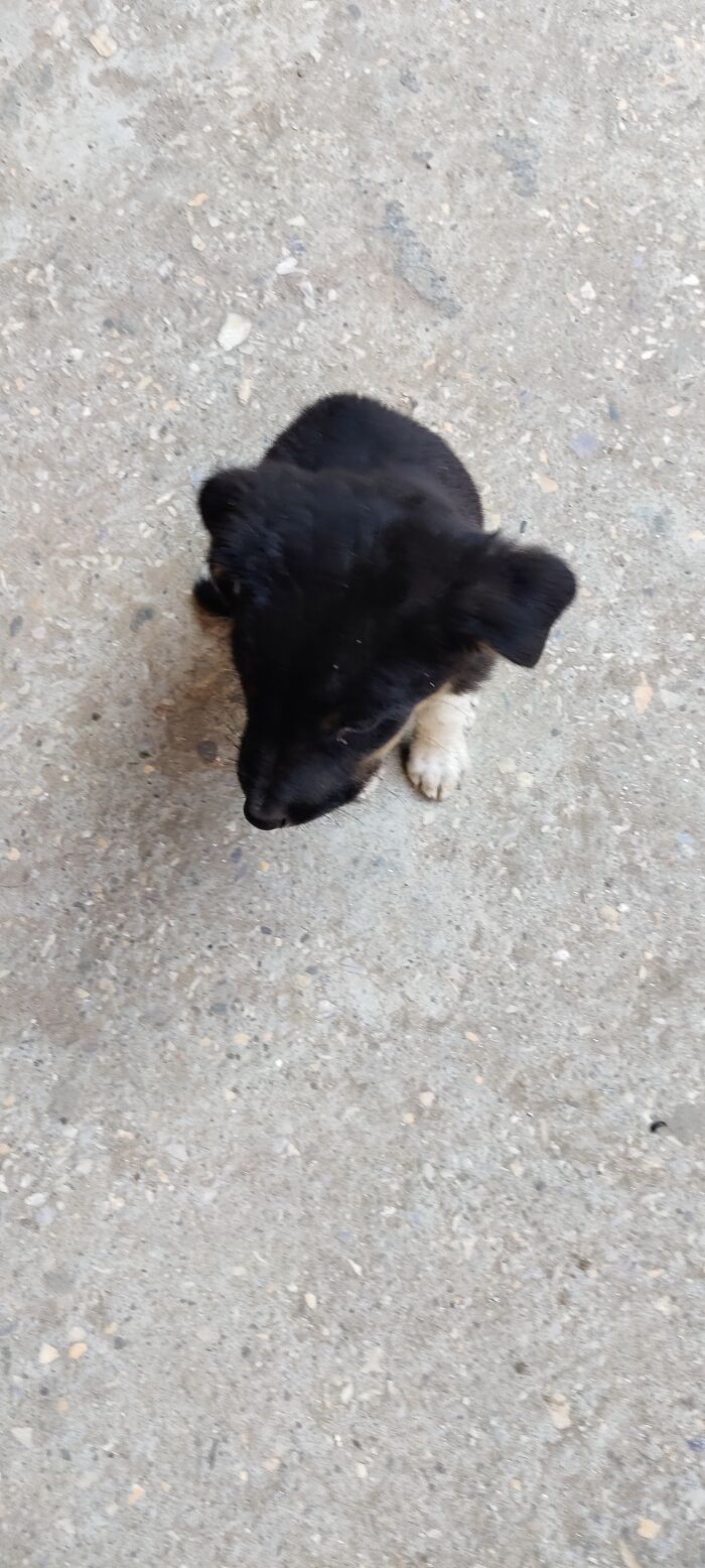 Cute Shy Puppy I Met On The Street