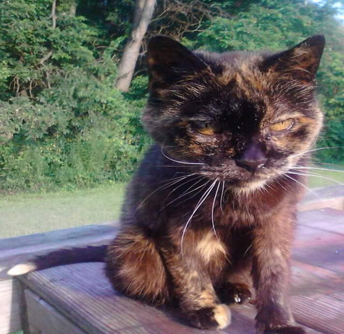 Tippy. (Named Because Of Her Tail) Lived To Be 27 Years Old