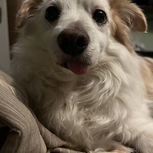 angelica-seely avatar