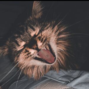 roxanapredescu avatar