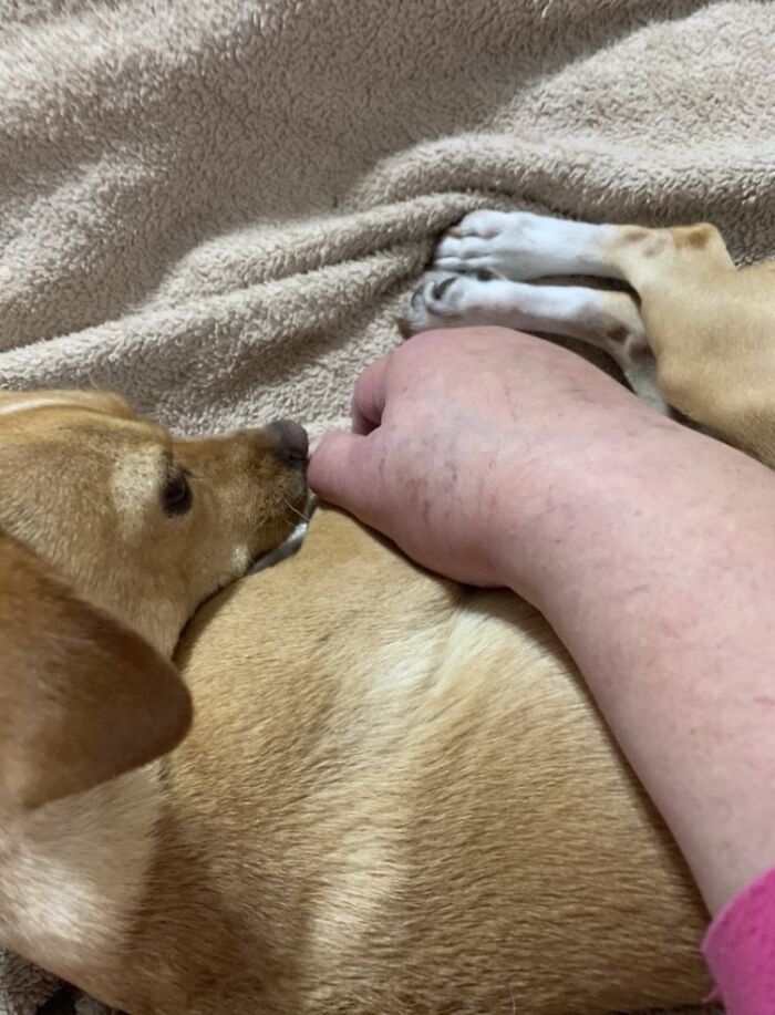 Meet Honey, The Service Dog Who's Wee But Mighty