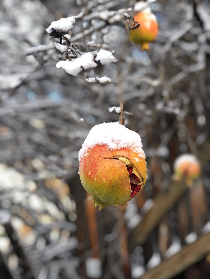 The Snow On Our Pomegranate Tree