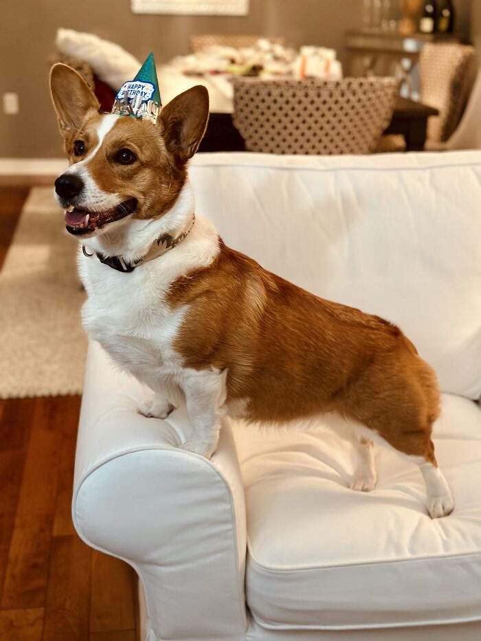 Ginger Our Wonderful Corgi Proudly Posing On Her 3rd Birthday!