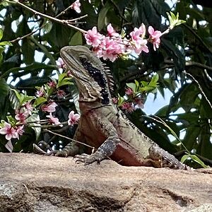 shunathepruner avatar