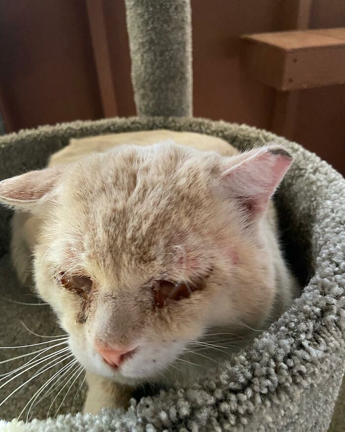 From Feral To House Cat: Transformation Story Of A Gentle Cat That Didn’t Fit In With Others From Feral To House Cat: Transformation Story Of A Gentle Cat That Didn’t Fit In With Others