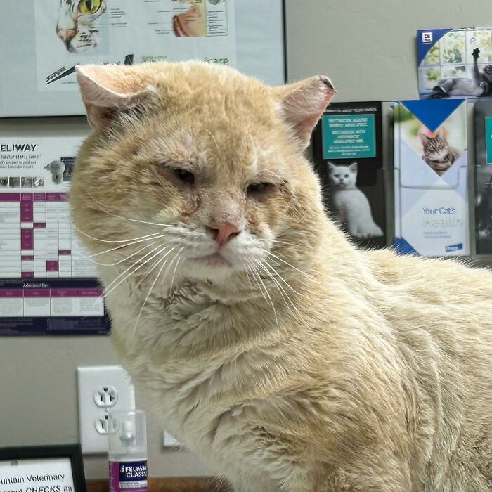 From Feral To House Cat: Transformation Story Of A Gentle Cat That Didn’t Fit In With Others From Feral To House Cat: Transformation Story Of A Gentle Cat That Didn’t Fit In With Others