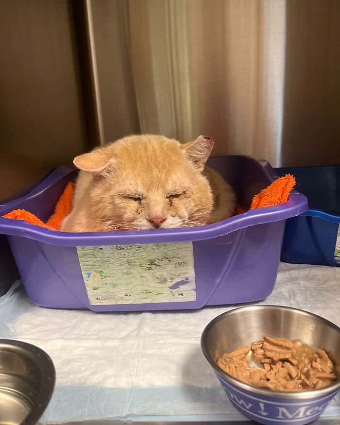 From Feral To House Cat: Transformation Story Of A Gentle Cat That Didn’t Fit In With Others From Feral To House Cat: Transformation Story Of A Gentle Cat That Didn’t Fit In With Others