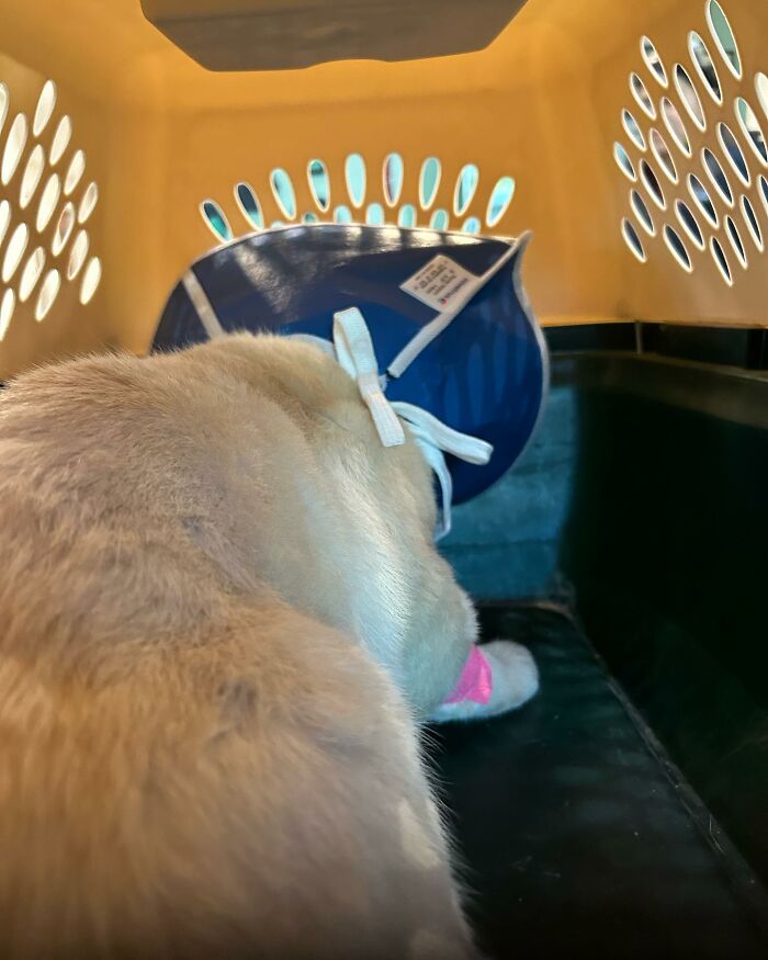 From Feral To House Cat: Transformation Story Of A Gentle Cat That Didn’t Fit In With Others From Feral To House Cat: Transformation Story Of A Gentle Cat That Didn’t Fit In With Others