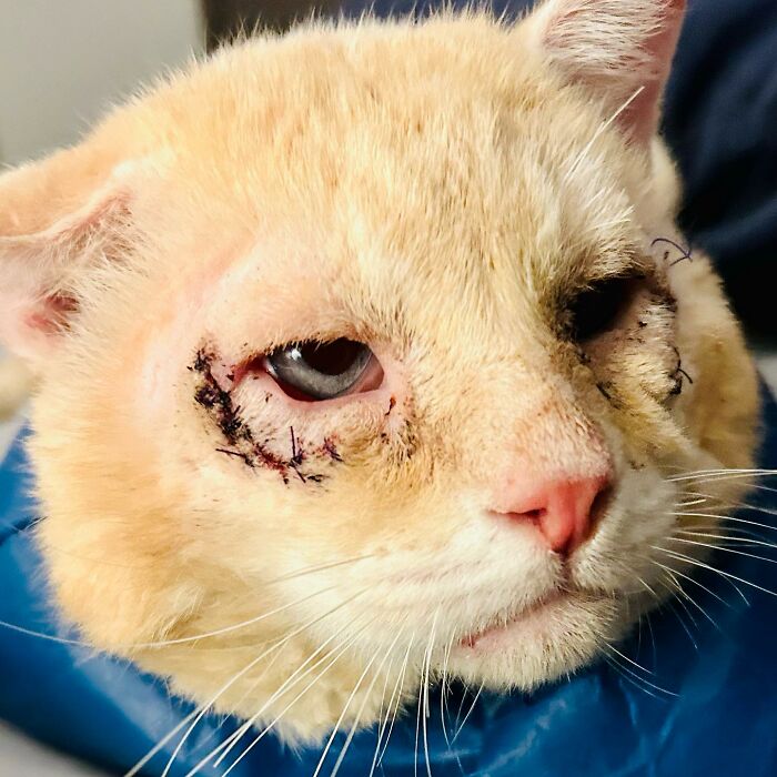 From Feral To House Cat: Transformation Story Of A Gentle Cat That Didn’t Fit In With Others From Feral To House Cat: Transformation Story Of A Gentle Cat That Didn’t Fit In With Others