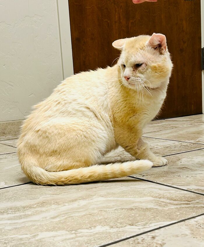 From Feral To House Cat: Transformation Story Of A Gentle Cat That Didn’t Fit In With Others From Feral To House Cat: Transformation Story Of A Gentle Cat That Didn’t Fit In With Others