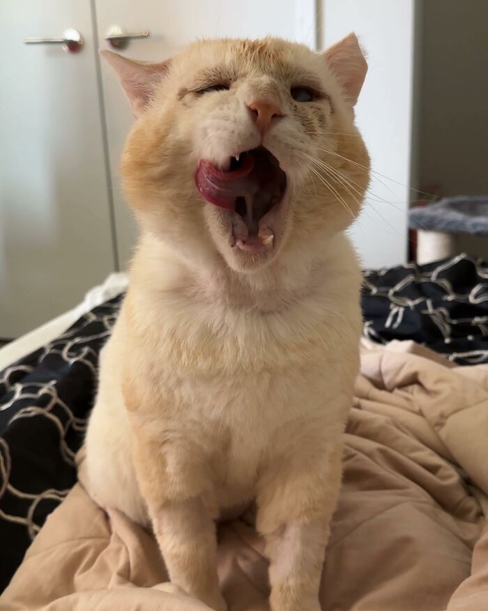 From Feral To House Cat: Transformation Story Of A Gentle Cat That Didn’t Fit In With Others From Feral To House Cat: Transformation Story Of A Gentle Cat That Didn’t Fit In With Others