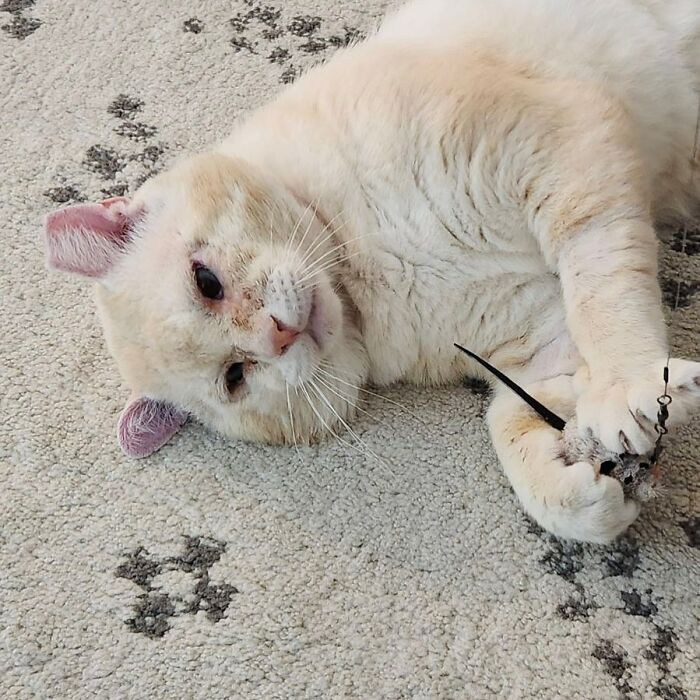 From Feral To House Cat: Transformation Story Of A Gentle Cat That Didn’t Fit In With Others From Feral To House Cat: Transformation Story Of A Gentle Cat That Didn’t Fit In With Others