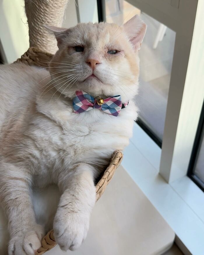 From Feral To House Cat: Transformation Story Of A Gentle Cat That Didn’t Fit In With Others From Feral To House Cat: Transformation Story Of A Gentle Cat That Didn’t Fit In With Others