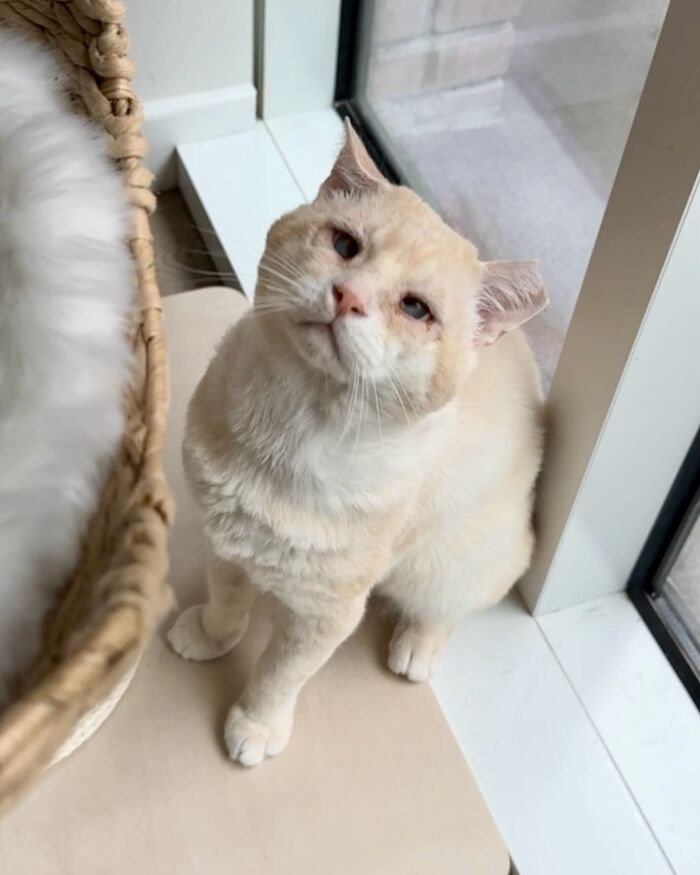 From Feral To House Cat: Transformation Story Of A Gentle Cat That Didn’t Fit In With Others From Feral To House Cat: Transformation Story Of A Gentle Cat That Didn’t Fit In With Others