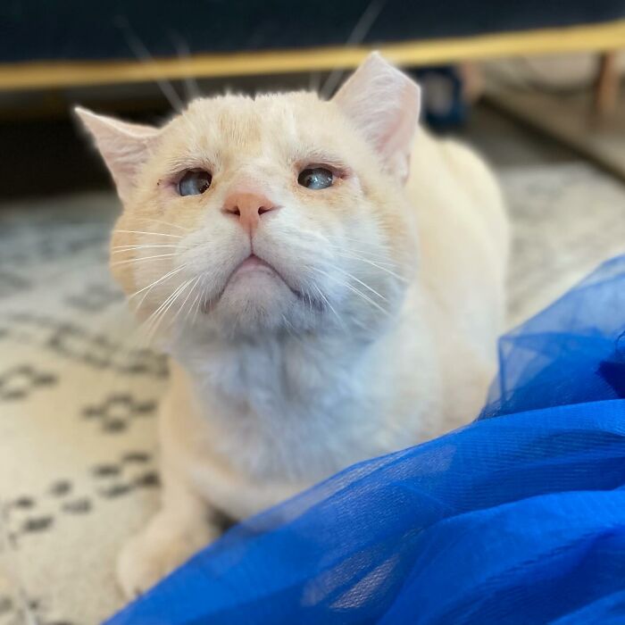 From Feral To House Cat: Transformation Story Of A Gentle Cat That Didn’t Fit In With Others From Feral To House Cat: Transformation Story Of A Gentle Cat That Didn’t Fit In With Others