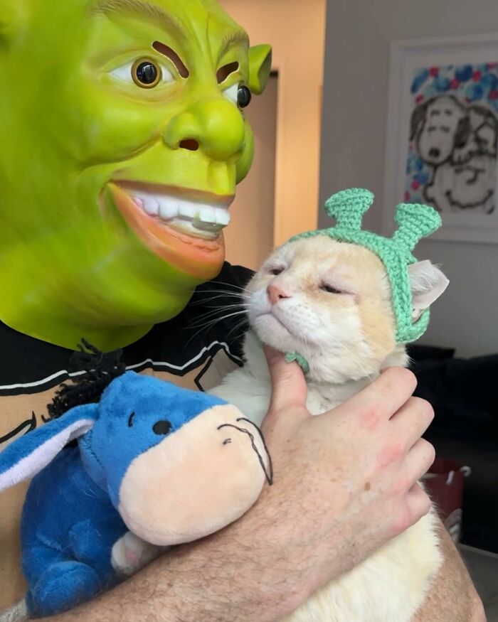 From Feral To House Cat: Transformation Story Of A Gentle Cat That Didn’t Fit In With Others From Feral To House Cat: Transformation Story Of A Gentle Cat That Didn’t Fit In With Others