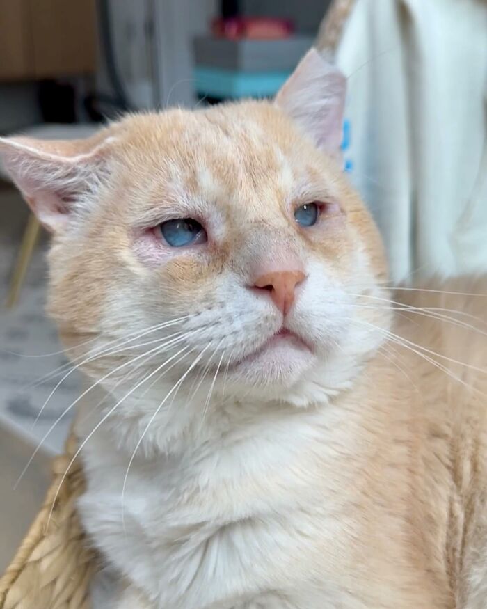 From Feral To House Cat: Transformation Story Of A Gentle Cat That Didn’t Fit In With Others From Feral To House Cat: Transformation Story Of A Gentle Cat That Didn’t Fit In With Others