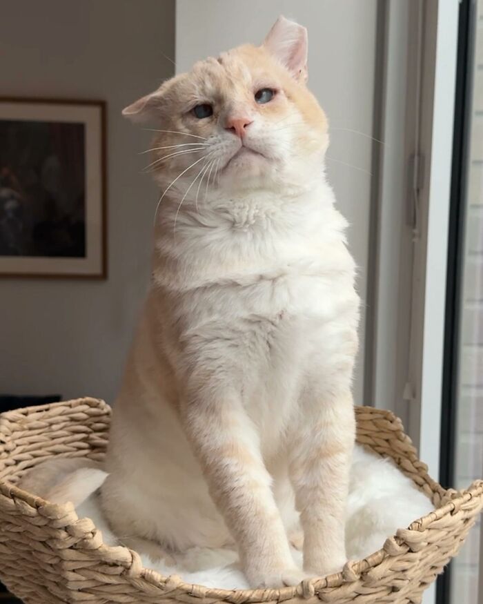 From Feral To House Cat: Transformation Story Of A Gentle Cat That Didn’t Fit In With Others From Feral To House Cat: Transformation Story Of A Gentle Cat That Didn’t Fit In With Others