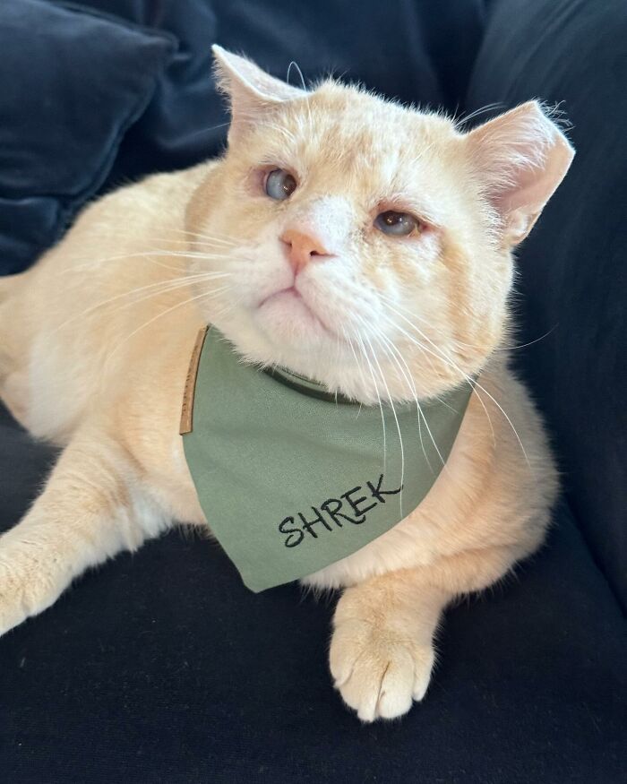 From Feral To House Cat: Transformation Story Of A Gentle Cat That Didn’t Fit In With Others From Feral To House Cat: Transformation Story Of A Gentle Cat That Didn’t Fit In With Others