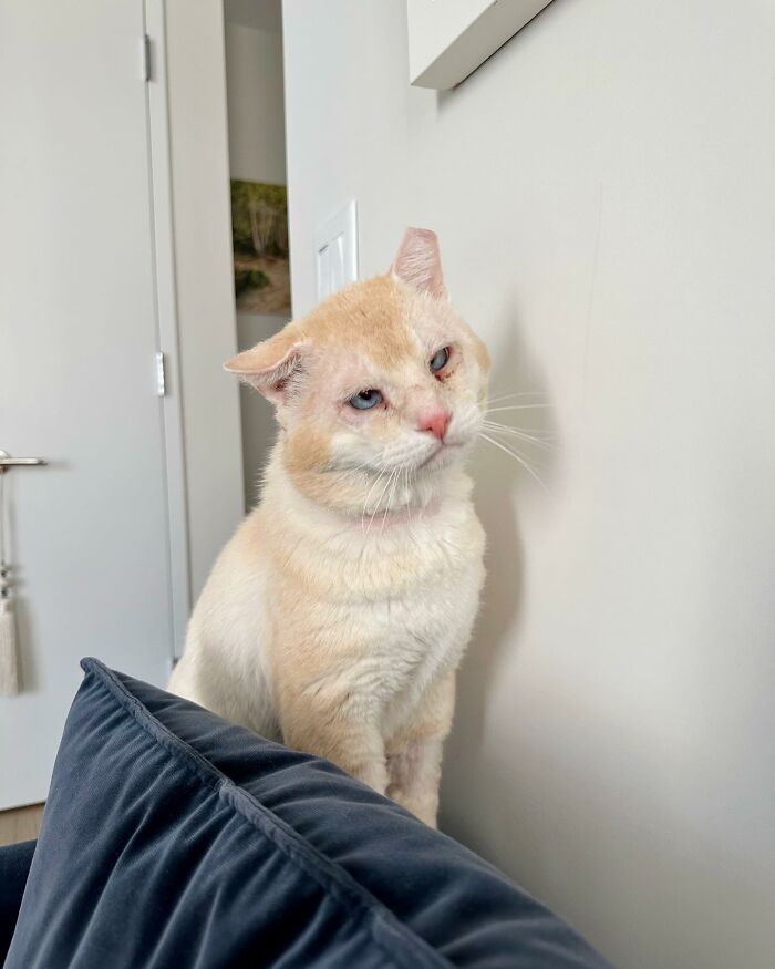 From Feral To House Cat: Transformation Story Of A Gentle Cat That Didn’t Fit In With Others From Feral To House Cat: Transformation Story Of A Gentle Cat That Didn’t Fit In With Others