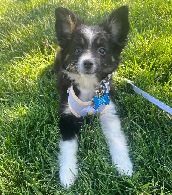 Miniature Australian Shepherd puppy with black and white fur sitting on green grass wearing a pastel harness. Miniature Australian Shepherd puppy with black and white fur sitting on green grass wearing a pastel harness.