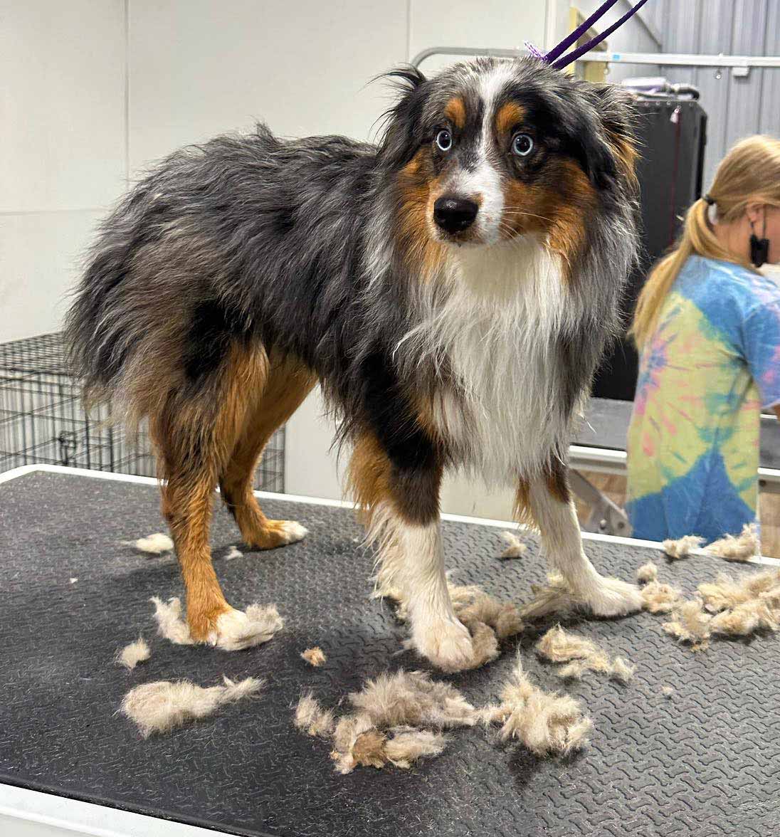 Miniature Australian Shepherd on grooming table with fur clippings, showcasing its distinct coat and blue eyes. Miniature Australian Shepherd on grooming table with fur clippings, showcasing its distinct coat and blue eyes.