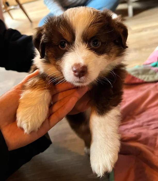 Miniature Australian Shepherd puppy being held gently in hands indoors. Miniature Australian Shepherd puppy being held gently in hands indoors.