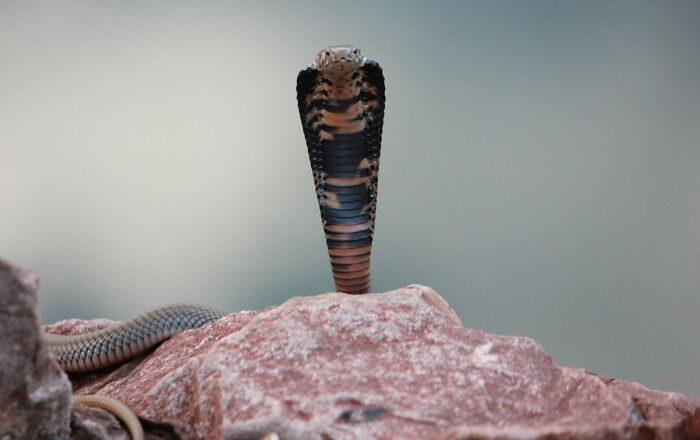 Mozambique spitting cobra on a red rock 