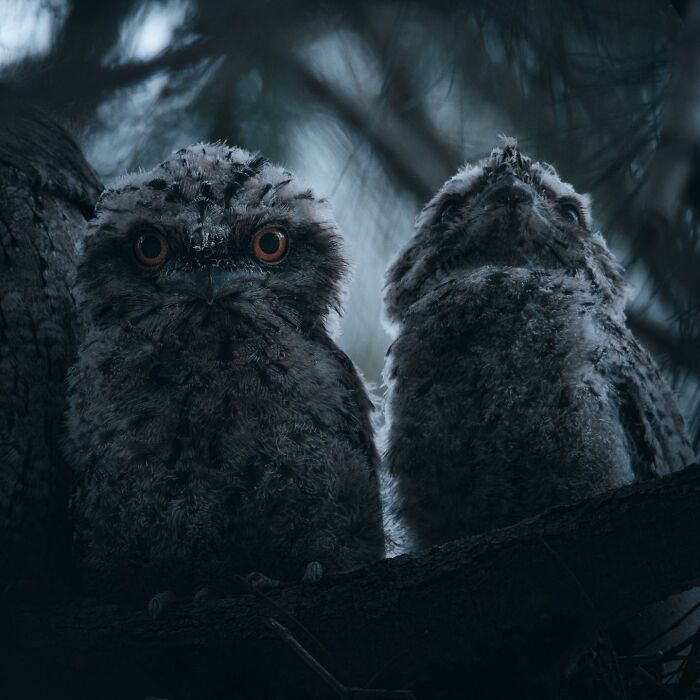 A Photograph Of Two Owls