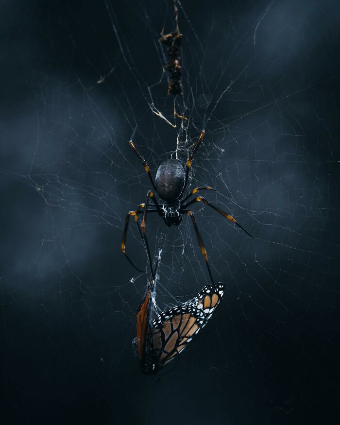 A Photograph Of A Spider