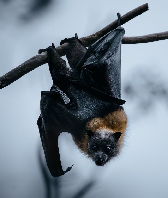 A Photograph Of A Bat