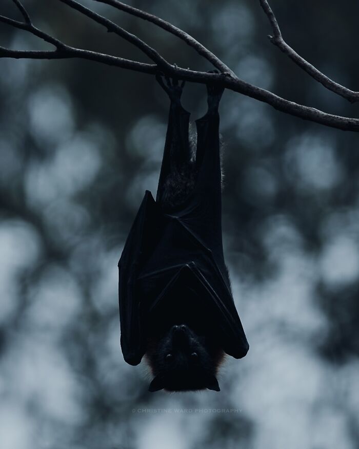 A Photograph Of A Bat