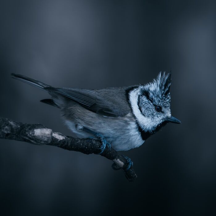 A Photograph Of A Bird