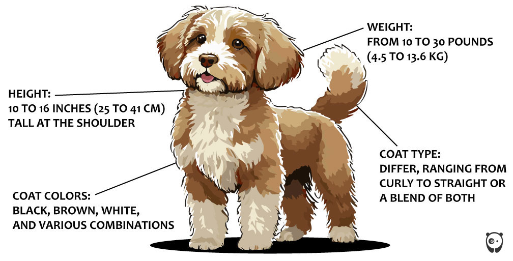 illustration of poogle dog breed