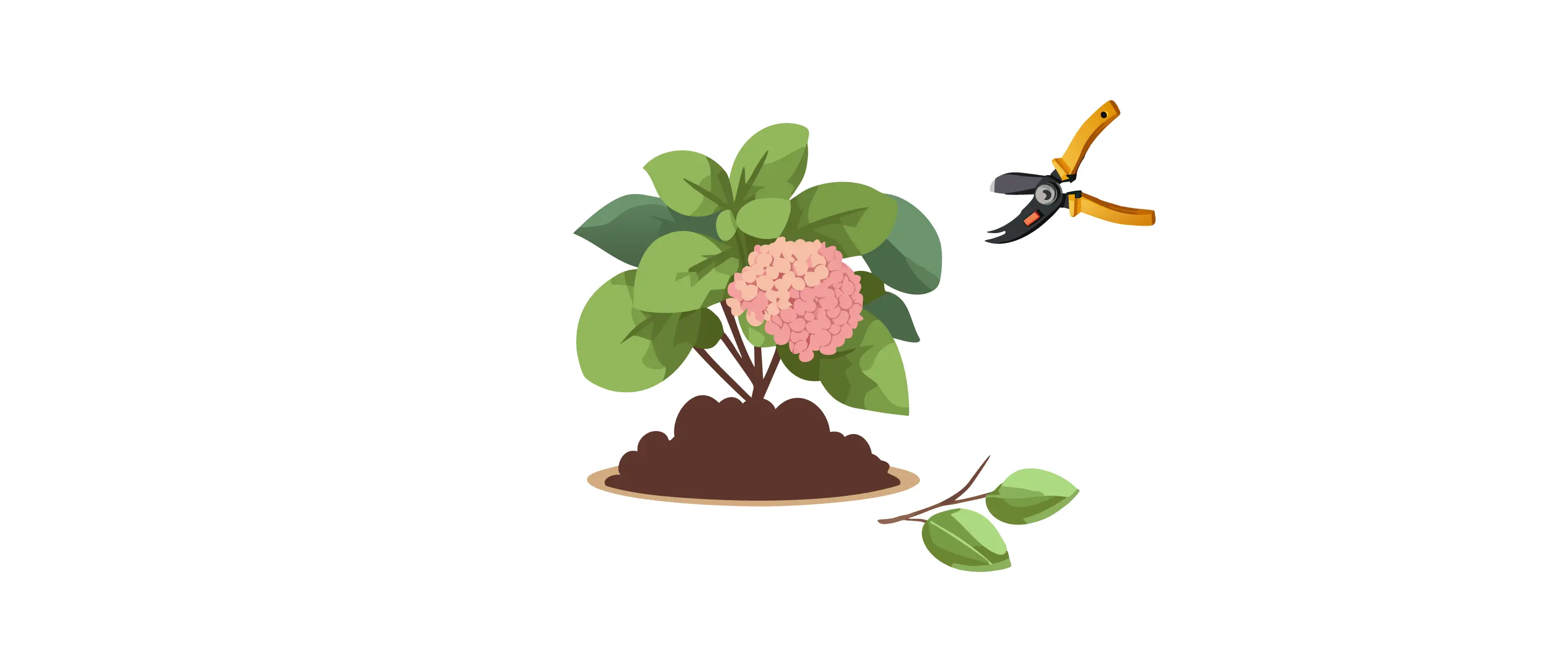 Pruning Strawberry Vanilla Hydrangea with garden shears to promote healthy growth and vibrant pink flowers in fresh soil bed. Pruning Strawberry Vanilla Hydrangea with garden shears to promote healthy growth and vibrant pink flowers in fresh soil bed.