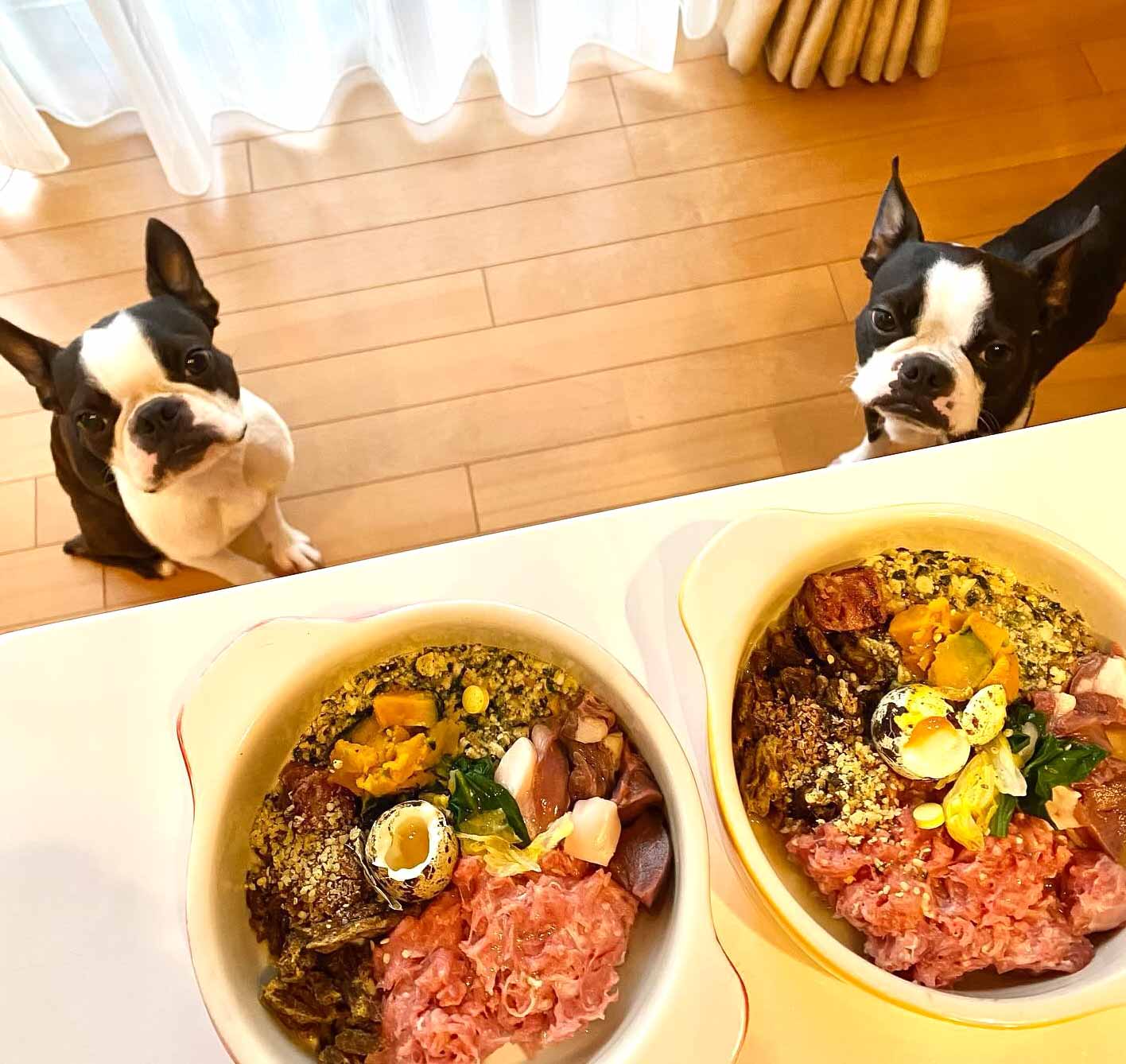 Two dogs looking at a table with two plates of raw dog food