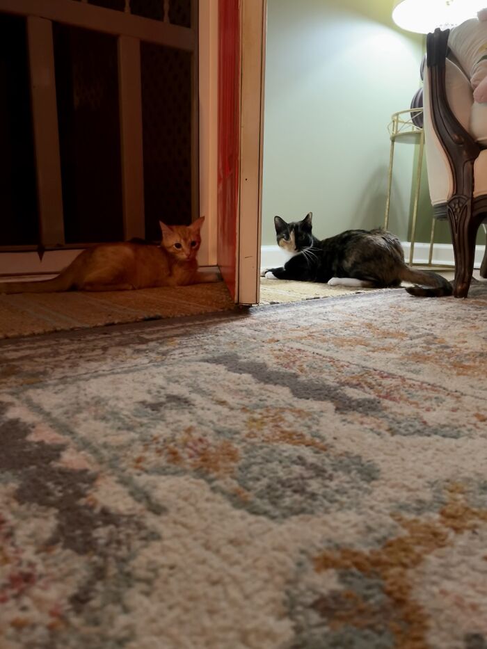 Rare Picture Of The Two Kitties Together