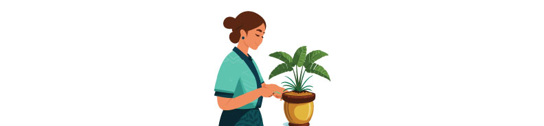 Illustration of woman taking care of sago palm.