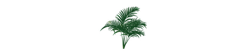 Illustration of sago palm sprouts.