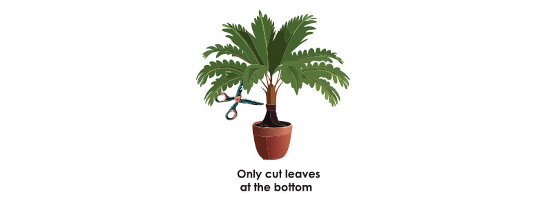 Illustration of pruning sago palm.