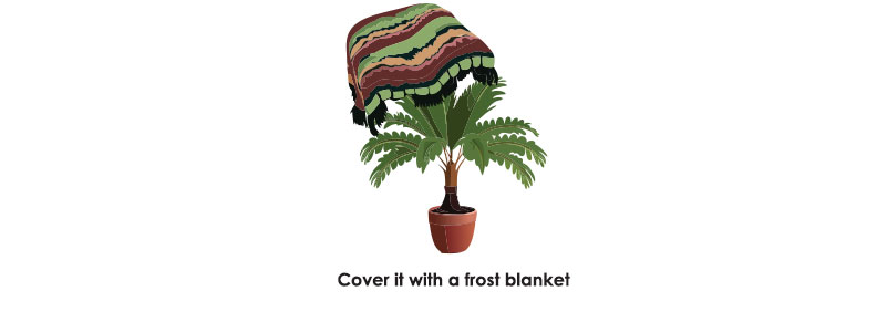 Illustration of covering sago palm with a frost blanket.