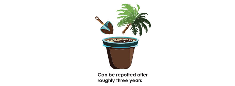 Illustration of potting sago palm.