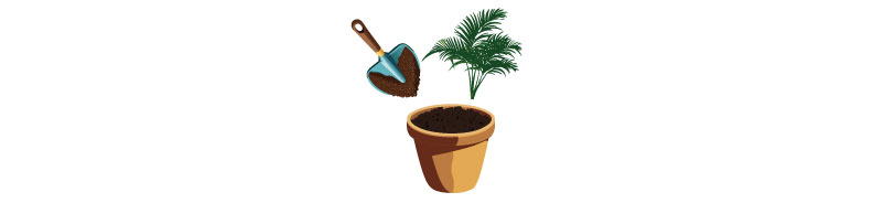 Illustration of planting sago palm in the pot.