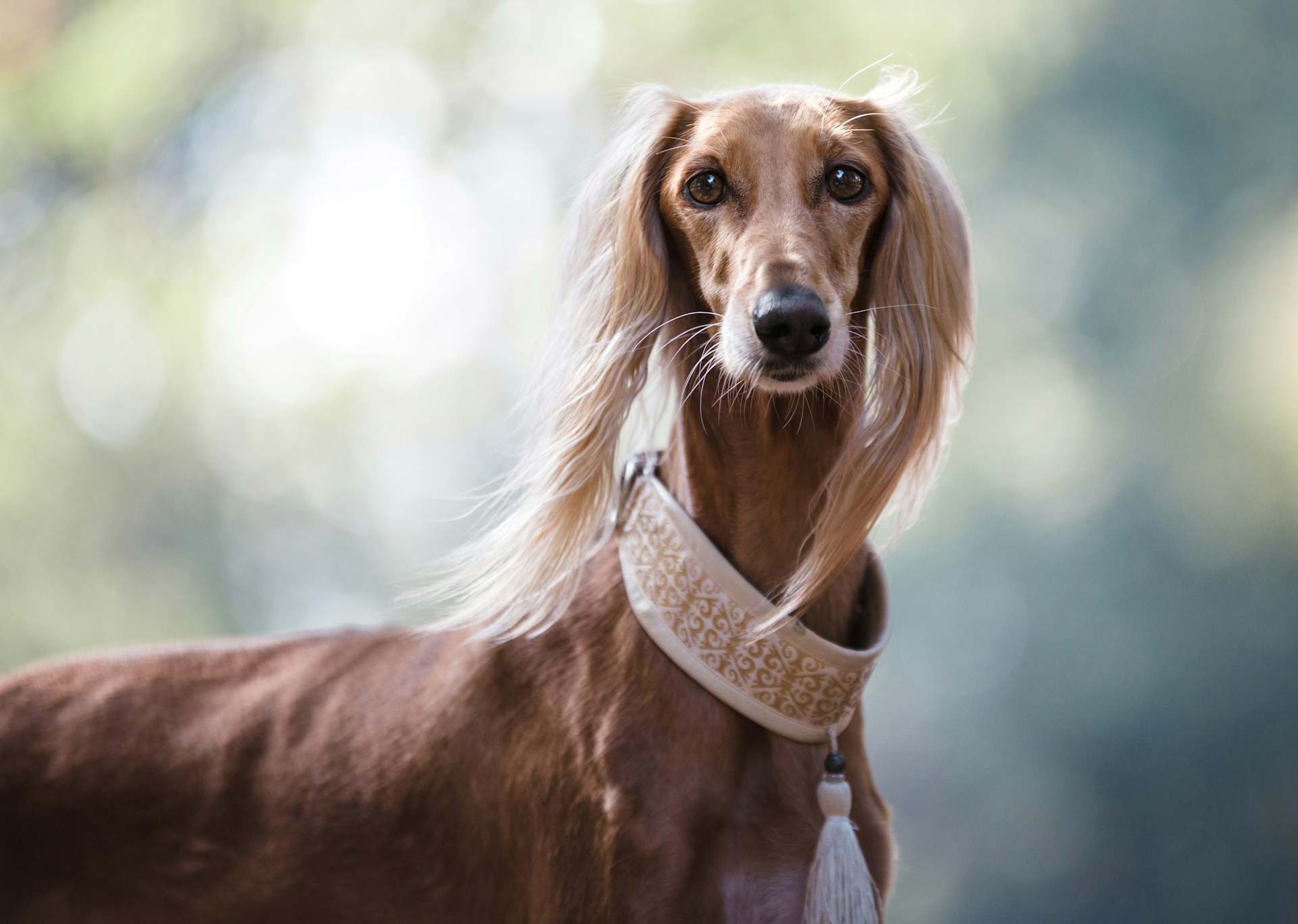 Saluki dog with a decorative collar, showcasing the ancient sighthound breed in natural light. Saluki dog with a decorative collar, showcasing the ancient sighthound breed in natural light.