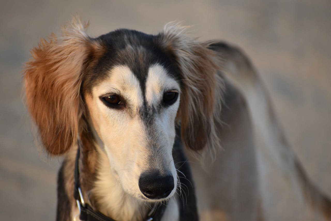 Saluki dog with long ears and a sleek coat, representing the ancient sighthound breed. Saluki dog with long ears and a sleek coat, representing the ancient sighthound breed.