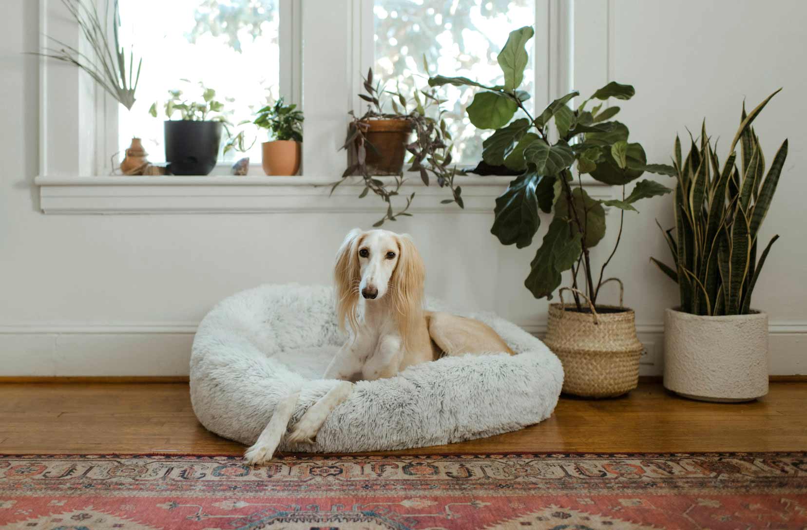 Saluki dog lounging in a cozy bed surrounded by houseplants near a window. Saluki dog lounging in a cozy bed surrounded by houseplants near a window.