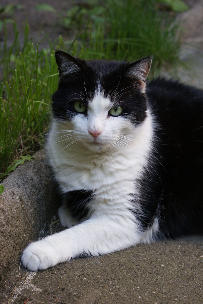 This Is My Most Beloved Schnuppi Who Had To Be Put To Sleep After A Stroke In 2021. He Had Been Abandoned, But Luckily I Found Him And Took Him In. He Was With Me For Almost 10 Years. I Have Two Other Other Cats Now, And I Really Love Them, Too, But I Still Miss Schnuppi Terribly