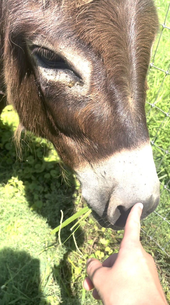 One Of My Donkeys! His Name Is Luca :)