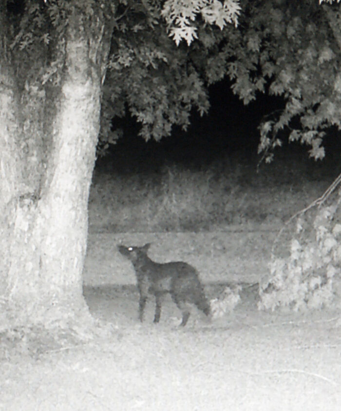 A Very Impressive Black Coyote Caught On My Trail Camera