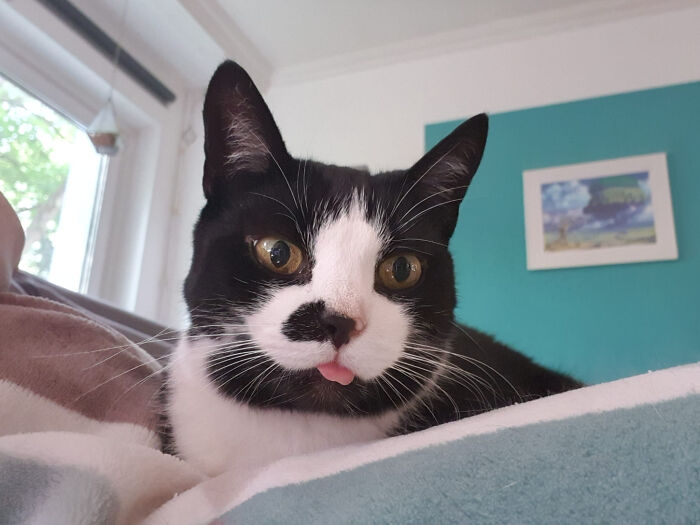 Wednesday, My Queen Of Blep. She Does It Several Times A Day